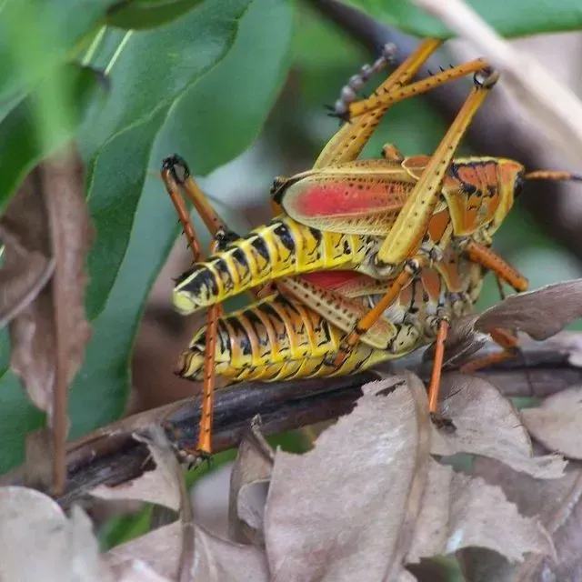 thumbnail for publication: A Florida-Friendly Landscaping™ Approach to Pest Management in Your Edible Landscape